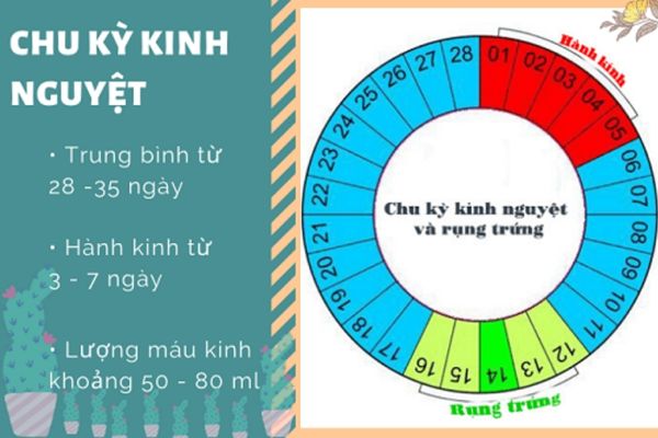 Dấu hiệu chu kỳ kinh nguyệt bình thường ở nữ giới