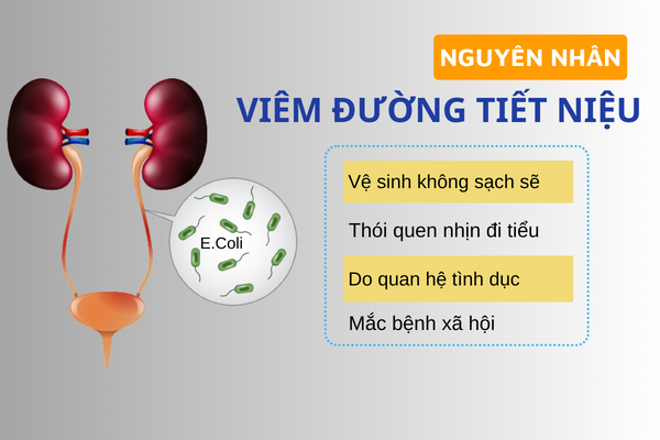 Dung-lo-la-voi-can-benh-viem-duong-tiet-nieu-2