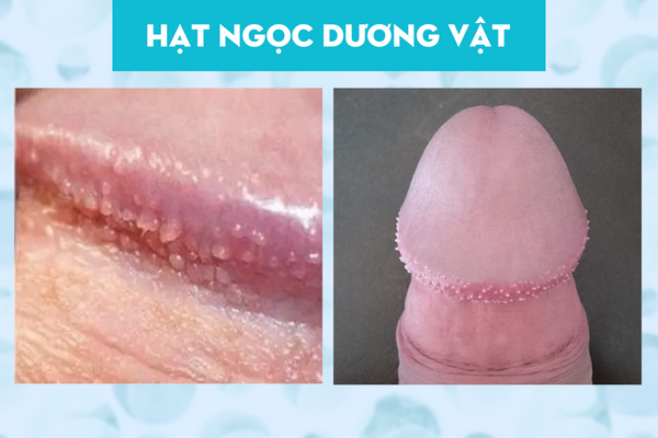 Hat-ngoc-duong-vat-va-su-that-can-biet-1